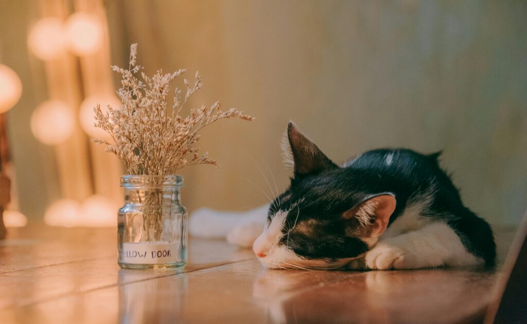 A serene scene of a black and white cat sleeping next to a vase of dried flowers on a wooden table indoors.