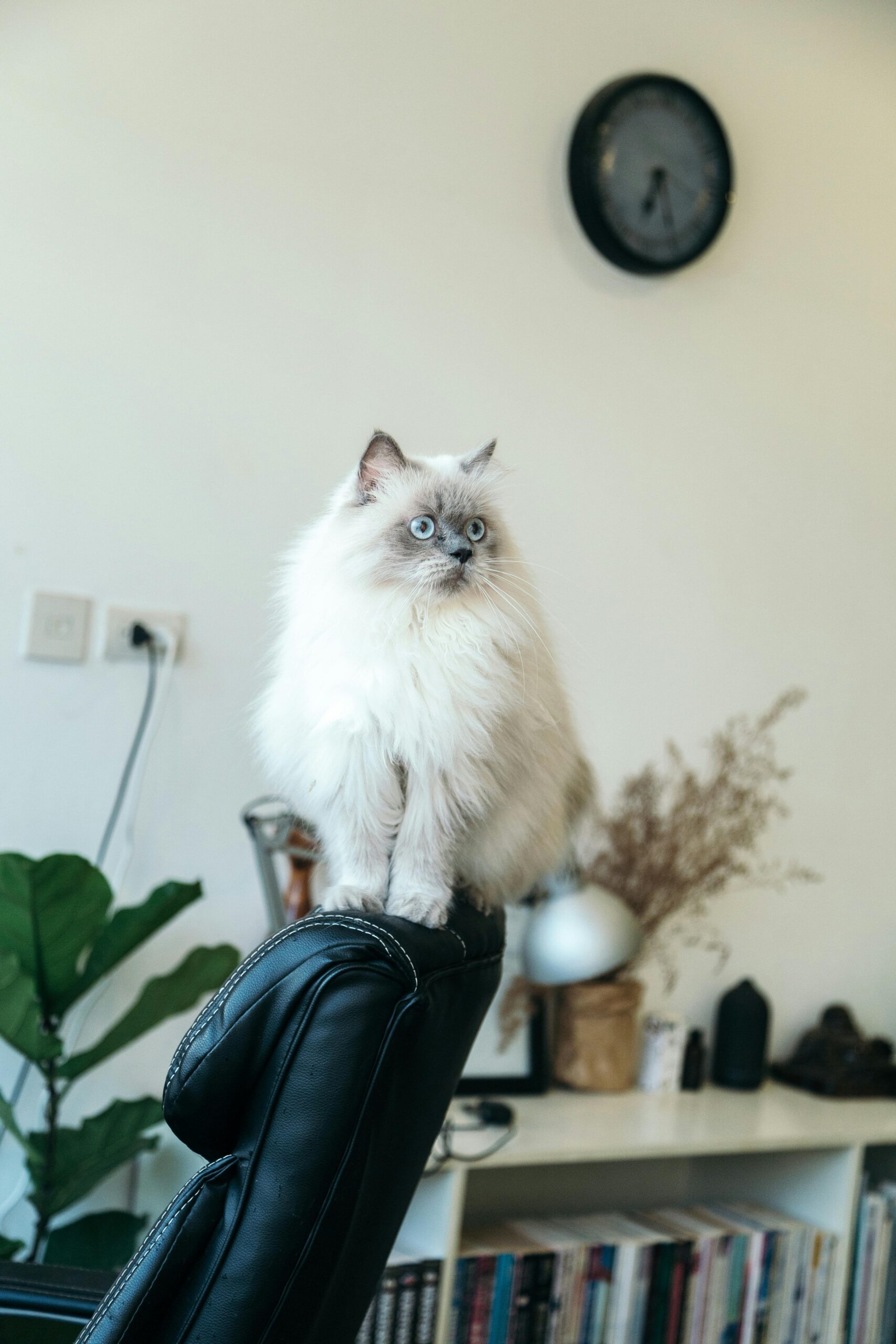 Fluffy white Persian cat with blue eyes perched on a black office chair, indoors.