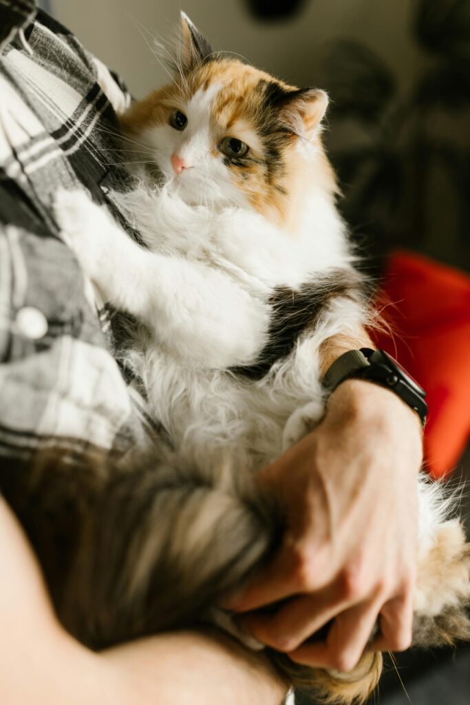 A fluffy cat enjoys a cozy cuddle in human arms indoors. Captured in a warm setting.